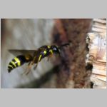 Symmorphus gracilis - Lehmwespe 09a 9mm fdet11.jpg